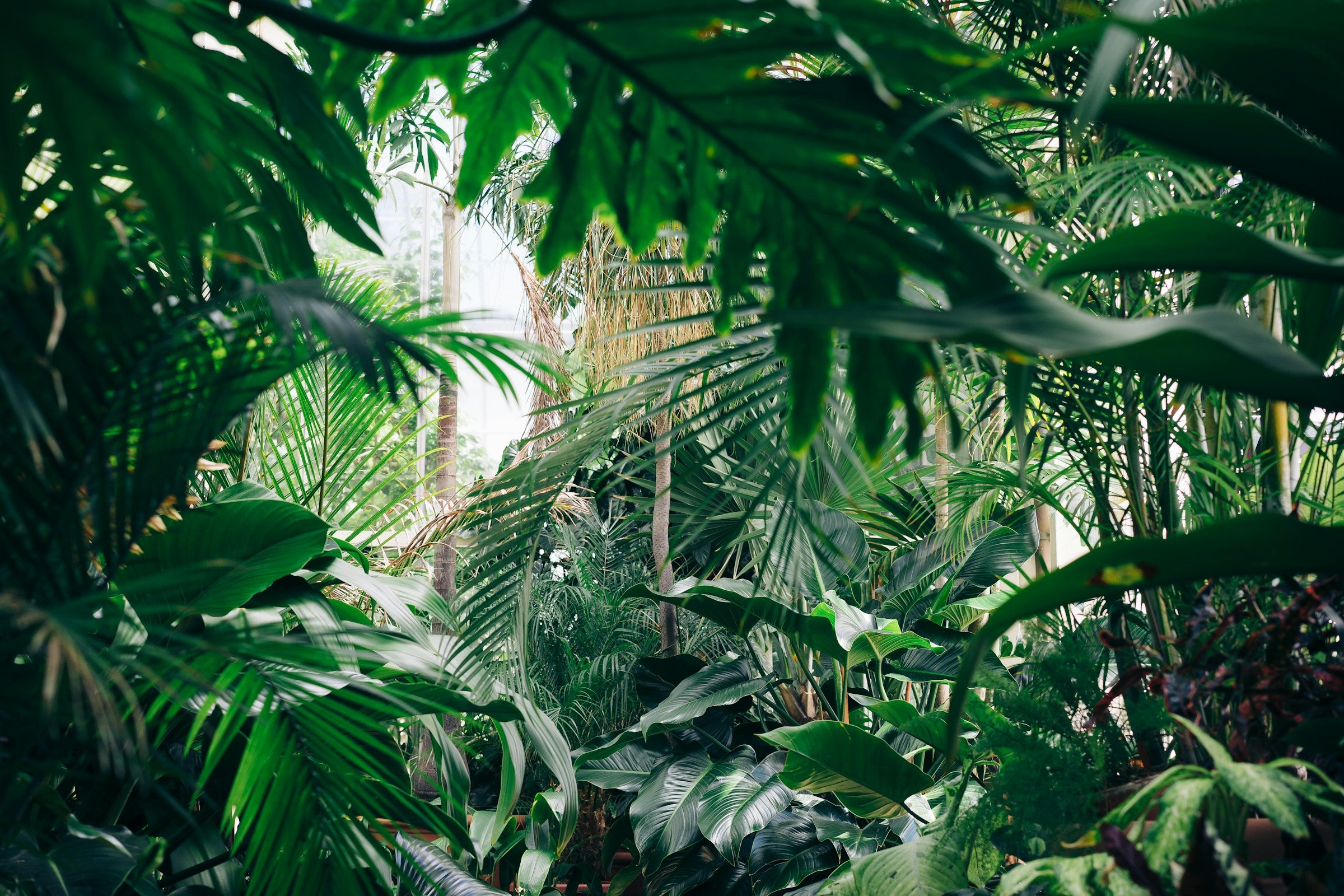 Certified organic botanicals behind every Cielvaa formula