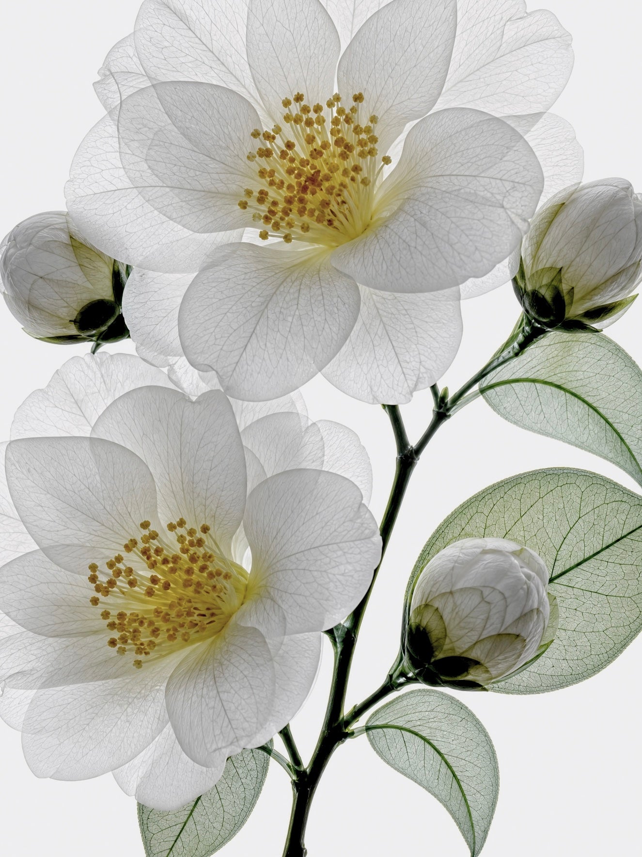 Camellia