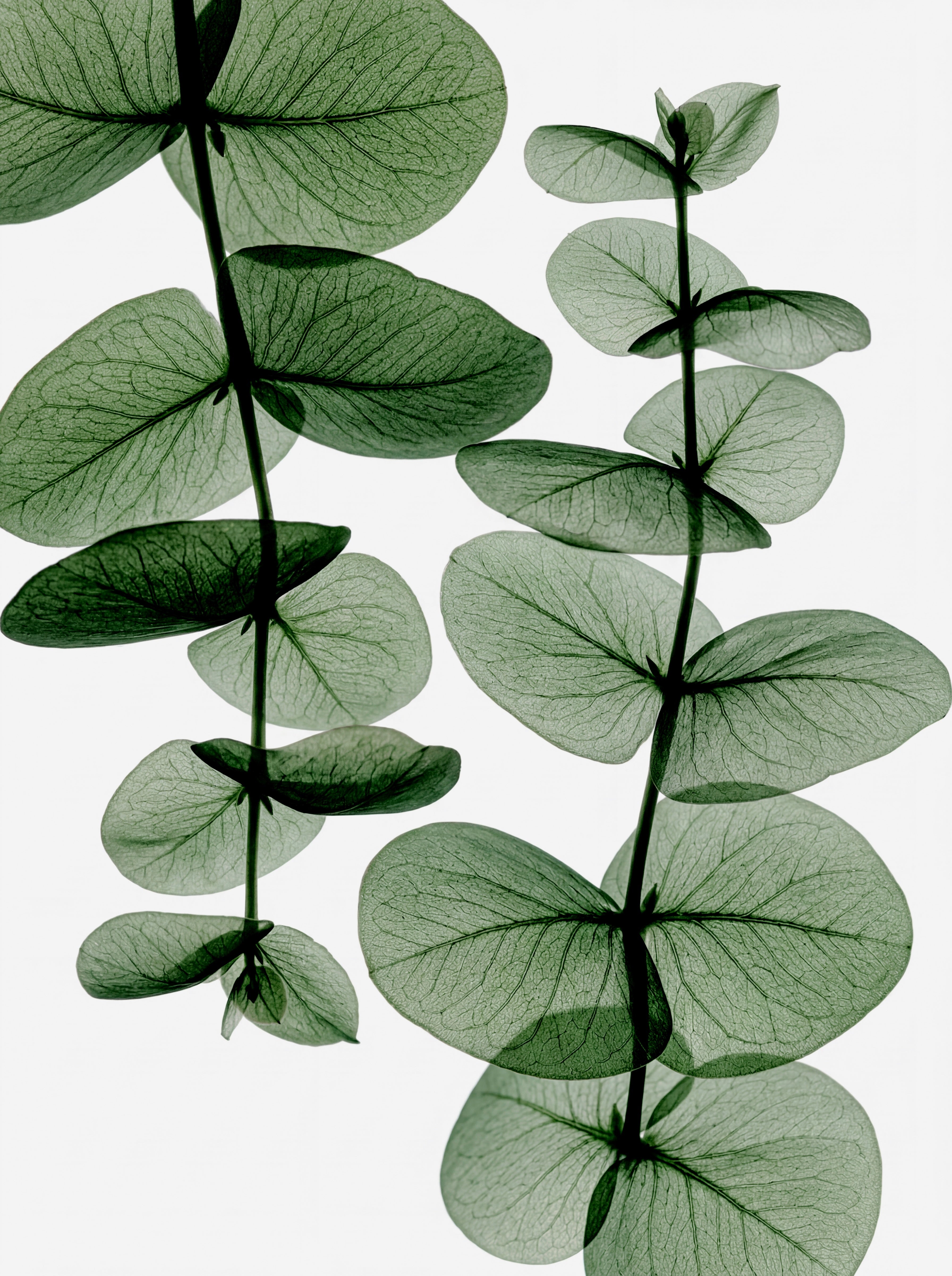 Eucalyptus