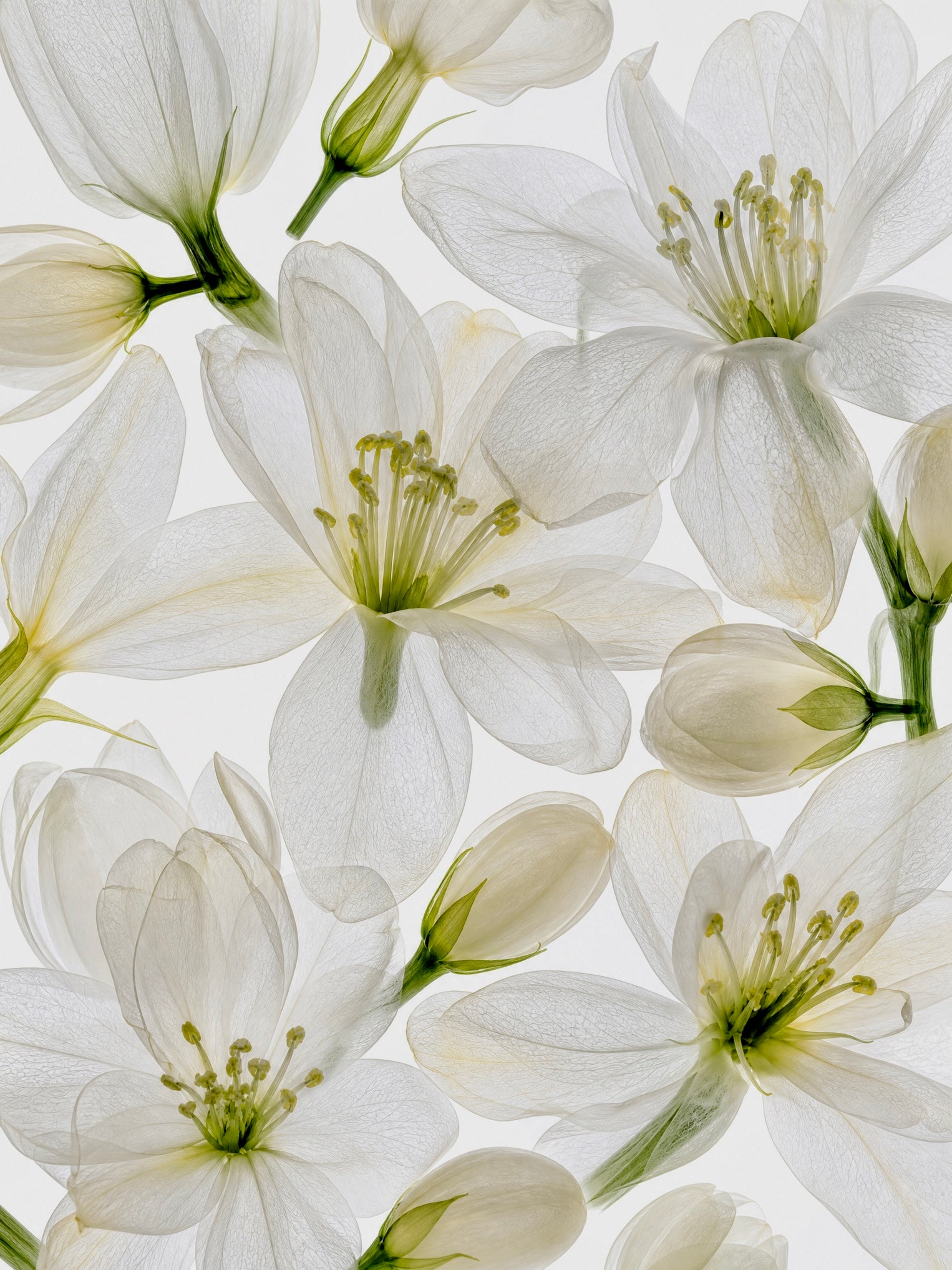 Jasmine