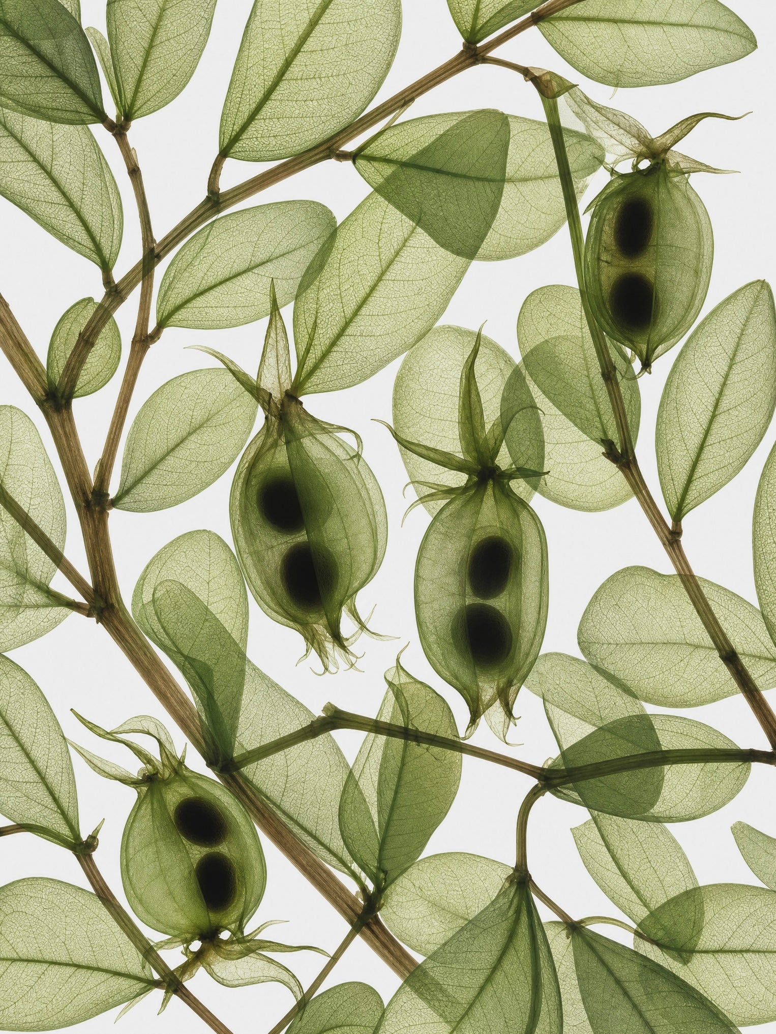 Jojoba