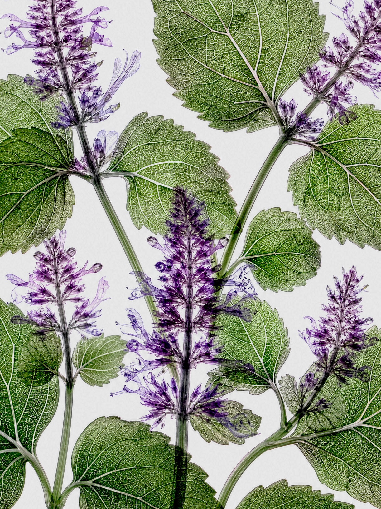 Patchouli
