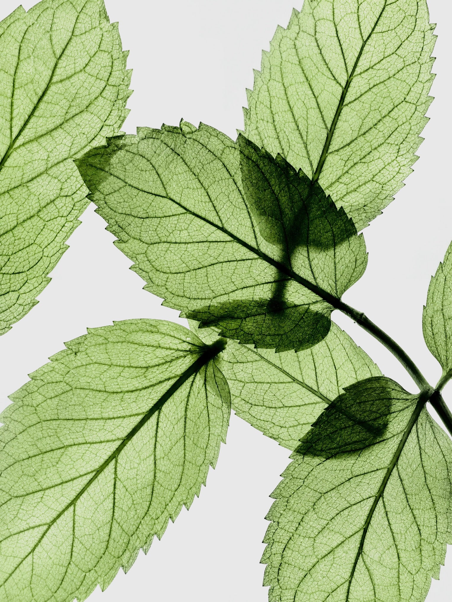 Peppermint