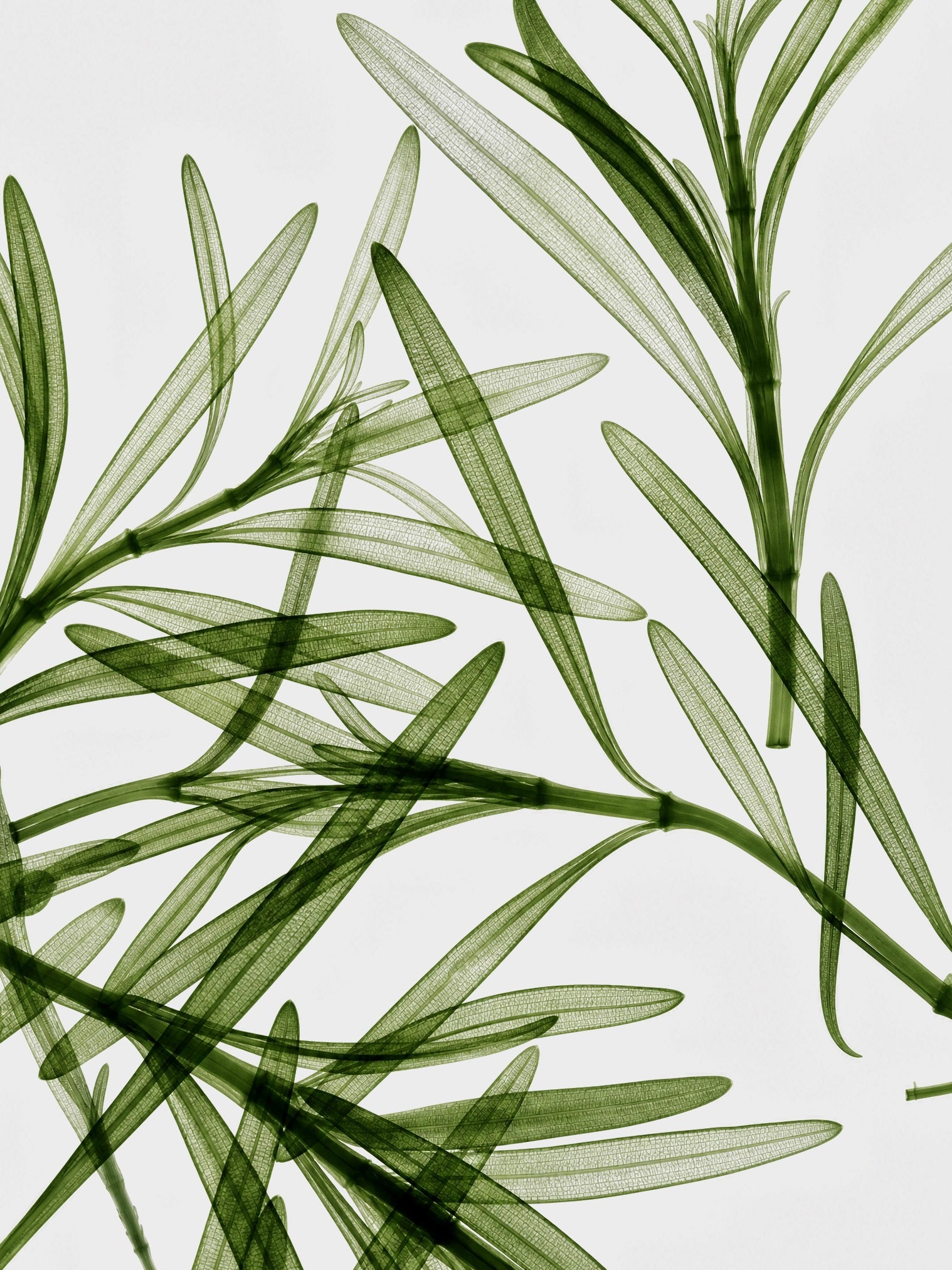 Rosemary